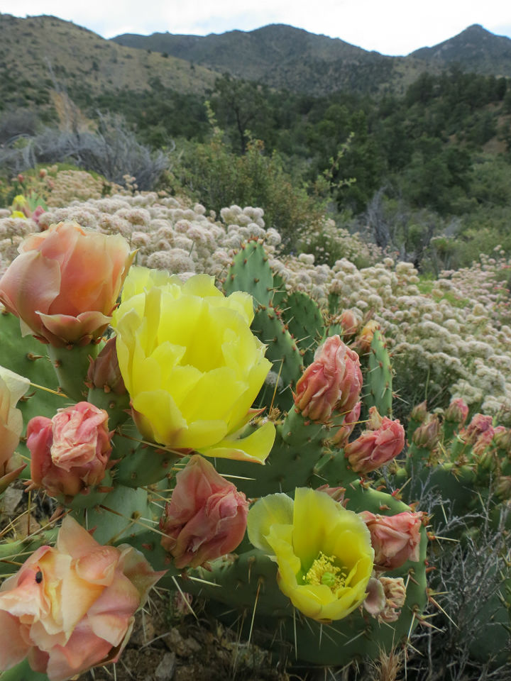 Desert Flowers